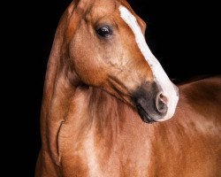 dressage horse Holsteins Benetton (German Riding Pony, 0000, from Barrichello)