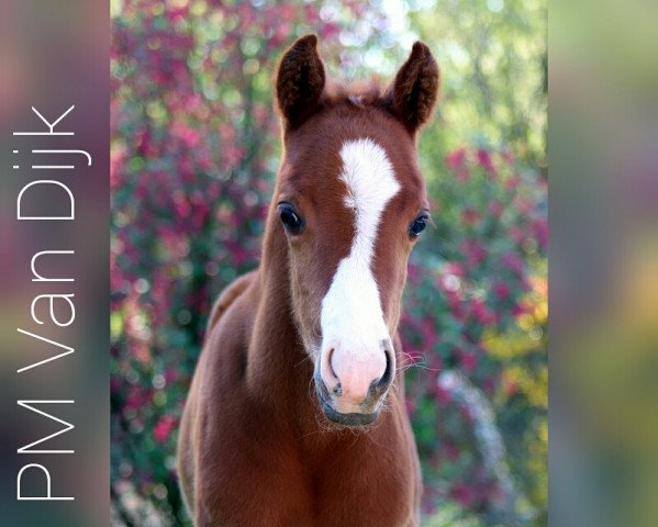 Dressurpferd PM Van Dijk (Deutsches Reitpony, 2019, von Del Estero NRW)