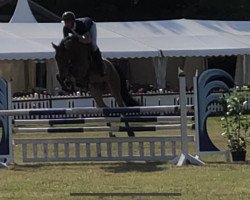 jumper Billion Dollar (Oldenburg show jumper, 2013, from Balou du Rouet)