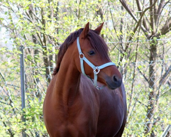 broodmare PM Weltmeyer´s Katy Perry (German Riding Pony, 2013, from Wadacre's Wee Pocket Rocket)