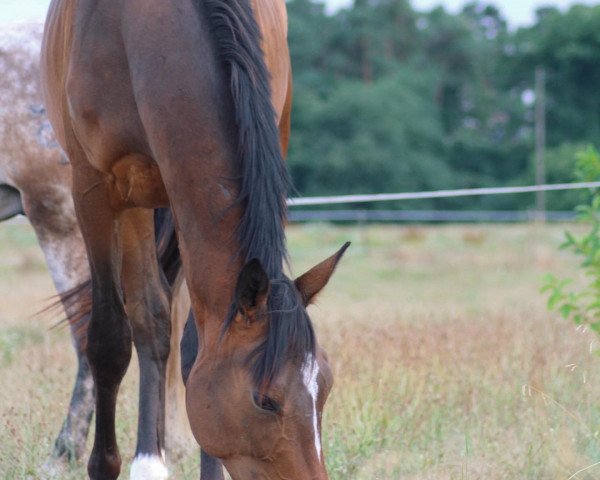 dressage horse Boromir (Trakehner, 2017, from Il Divo xx)