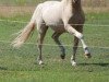 dressage horse Sparrow (Welsh-Pony (Section B), 2011, from Spring Star's Spirit)