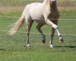 dressage horse Sparrow (Welsh-Pony (Section B), 2011, from Spring Star's Spirit)