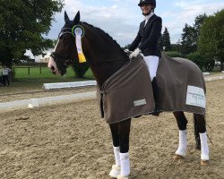 dressage horse Cooper 53 (Hanoverian, 2002, from Contendro I)