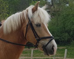 jumper Necktarius (Haflinger, 2003, from Nautikus (7,81% ox))