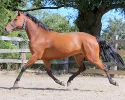 jumper Kim (KWPN (Royal Dutch Sporthorse), 2015, from Zidane)