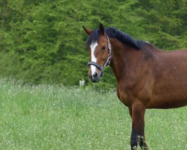 dressage horse Zoe 92 (KWPN (Royal Dutch Sporthorse), 2004, from Stedinger)