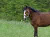 dressage horse Zoe 92 (KWPN (Royal Dutch Sporthorse), 2004, from Stedinger)