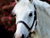 broodmare Caritina B (Zangersheide riding horse, 2005, from Caritano Z)