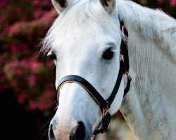 broodmare Caritina B (Zangersheide riding horse, 2005, from Caritano Z)