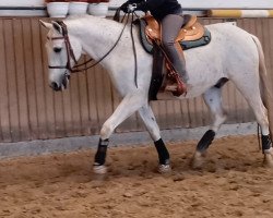 dressage horse Mr Bean (Lipizzaner,  )