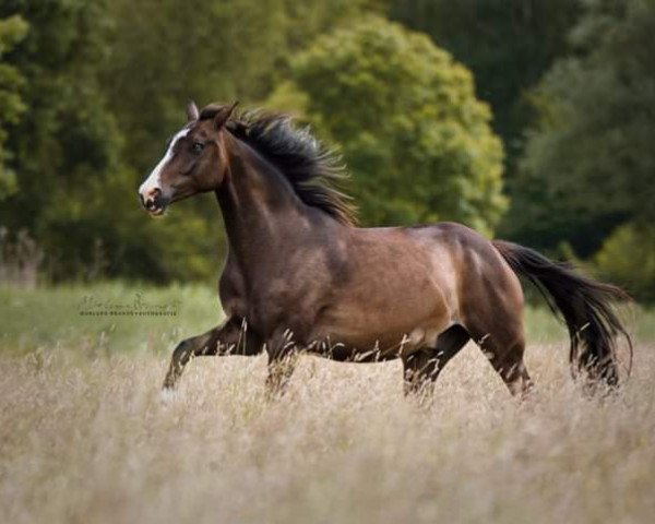 horse Dobby Blue (German Riding Pony, 2010)