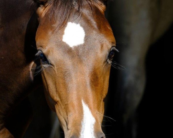 dressage horse Sunshine Delight JP (Hanoverian, 2019, from Sir Heinrich OLD)