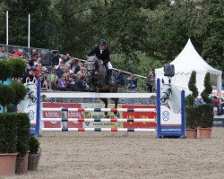 jumper Alexxico (German Sport Horse, 2013, from Arctic)