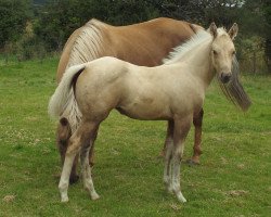 horse GI Golden Gun (Quarter Horse, 2019, from Colonels Shining Gun)