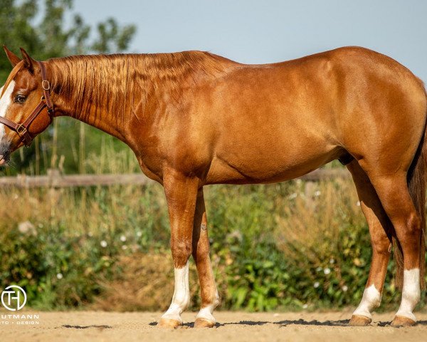 horse Eingunstein (Quarter Horse, 2015)