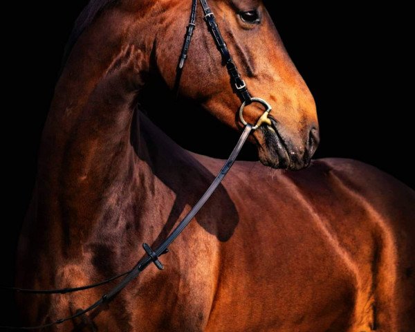 dressage horse Fredericus Rex (Bavarian, 2013, from Feedback 16)