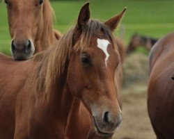 Pferd WO Custom Lad Cash (Quarter Horse, 2018, von Sir Jac Cash)