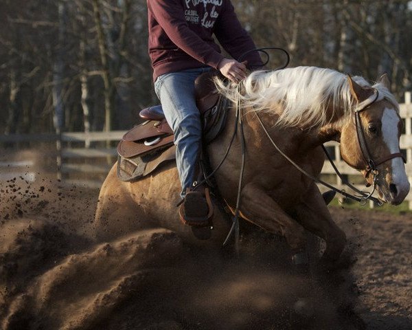 horse Pipers Little Step (Quarter Horse, 2007, from Wimpys Little Step)