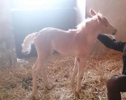 horse Sandro (Haflinger, 2014, from steinkogel)