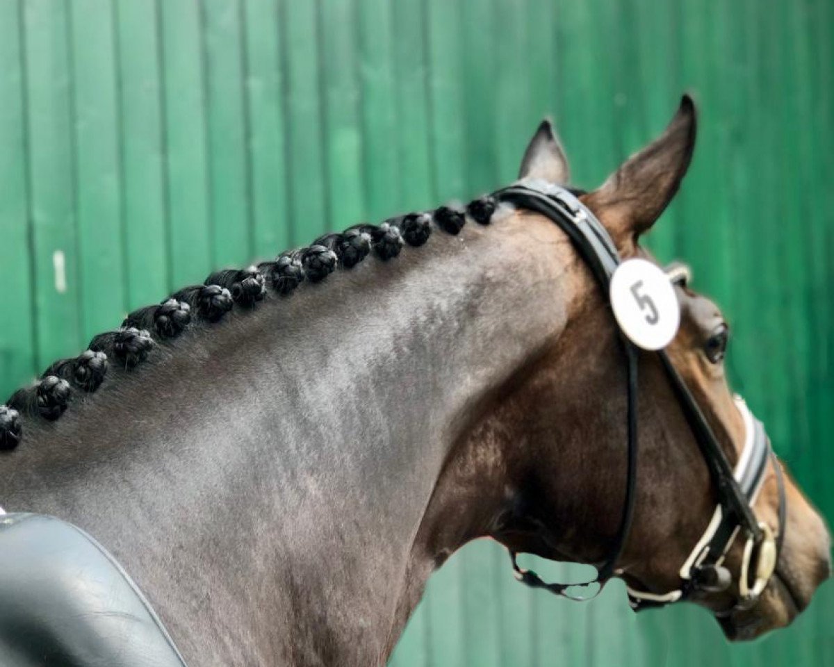 broodmare Fifth Avenue 18 (Hanoverian, 2016, from Fürstenball)