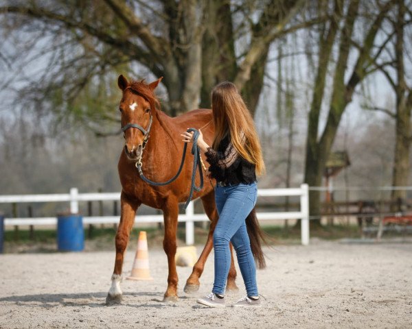 Zuchtstute Tuffi (Deutsches Reitpony, 2010)