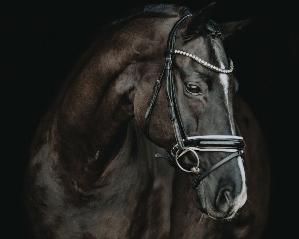stallion de Noir 3 (Hanoverian, 2000, from De Niro)