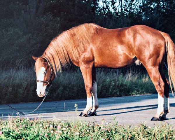 horse Lena Getcha Gun (Quarter Horse, 2016, from Colonels Smoking Gun)