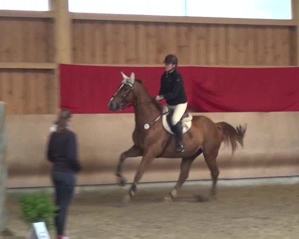 Reitturnier Schwendi 2016