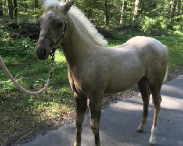 Pferd Pearl (Quarter Horse, 2019)