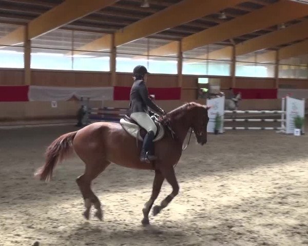 Reitturnier Schwendi 2016