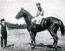 stallion Man o' War xx (Thoroughbred, 1917, from Fair Play xx)