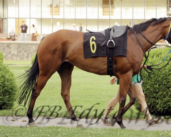 broodmare La Caletta xx (Thoroughbred, 2010, from Enjoy Plan xx)