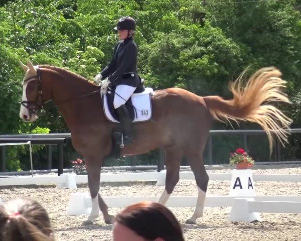 Reitturnier Düren - An der Kuhbrücke 2016