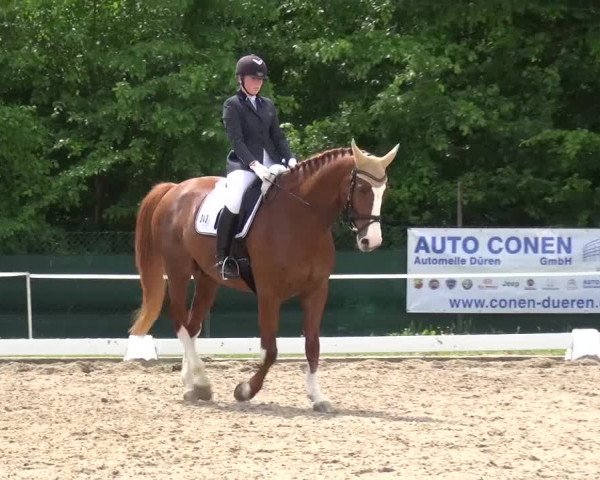 Reitturnier Düren - An der Kuhbrücke 2016