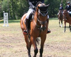 broodmare Vvaikiki (Hanoverian, 2012, from Valentino)