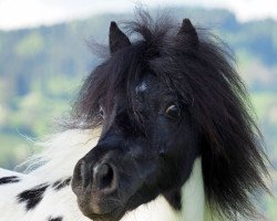 Zuchtstute Mardlebrook Natasha (Shetland Pony (unter 87 cm), 2008, von Merrylees High Flyer)