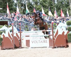 stallion Aventador S (Oldenburg show jumper, 2013, from Armitage)