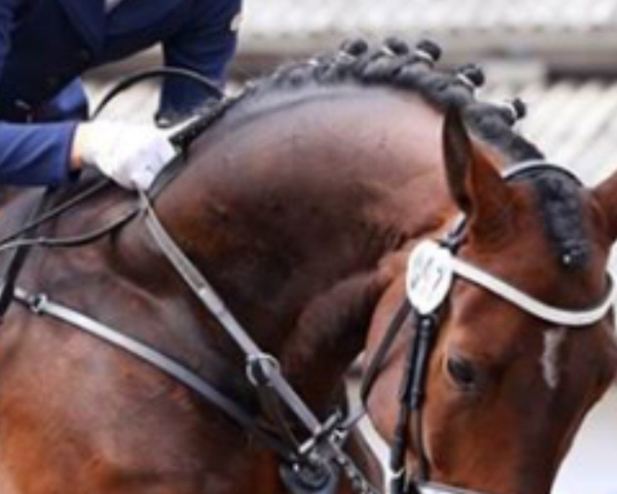dressage horse Cash Code (Oldenburg, 2009, from Conteur)