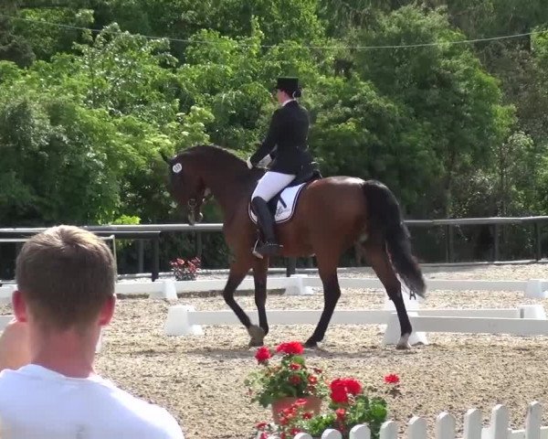 Reitturnier Düren - An der Kuhbrücke 2016