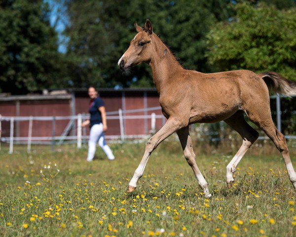 dressage horse Mystique Khal dRhogo (German Riding Pony, 2019, from Rheingold)