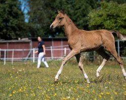 horse Mystique Khal dRhogo (Deutsches Reitpony, 2019, from Rheingold)