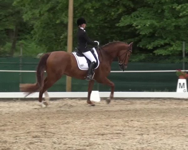 Reitturnier Düren - An der Kuhbrücke 2016