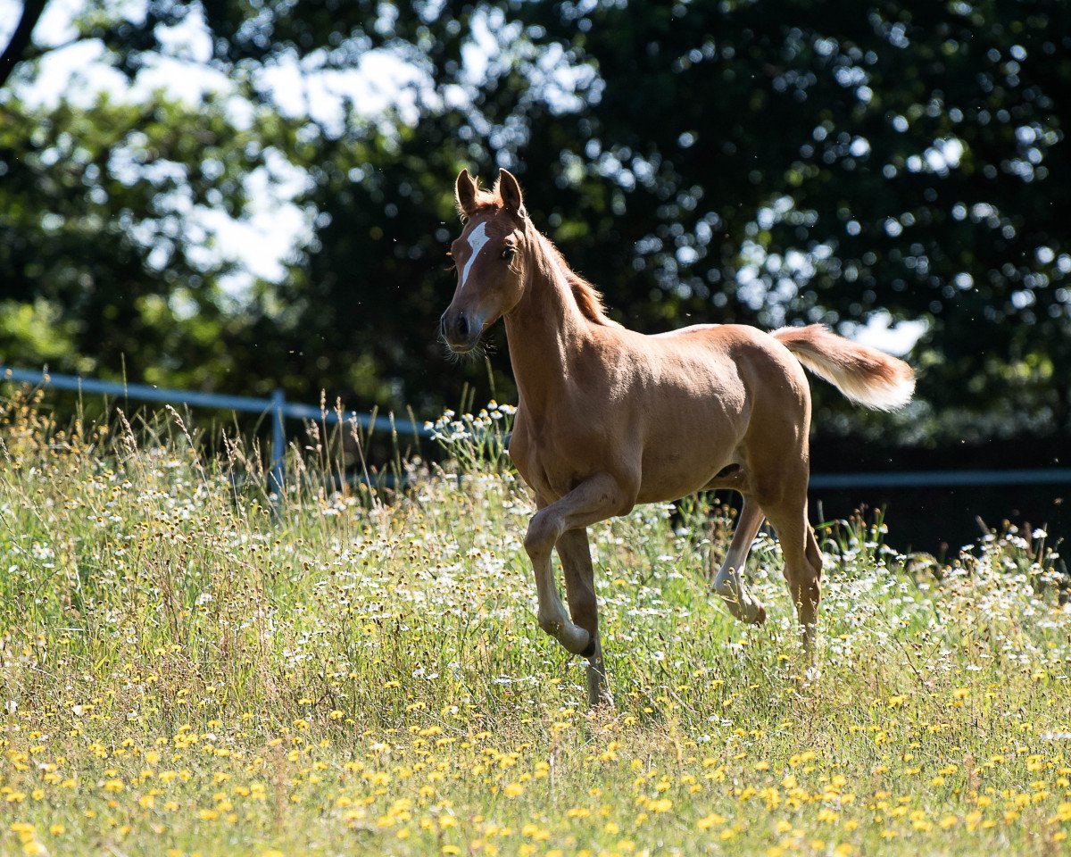 dressage horse Mystique Chilli Cracker (German Riding Pony, 2019, from Kastanienhof Cockney Cracker)