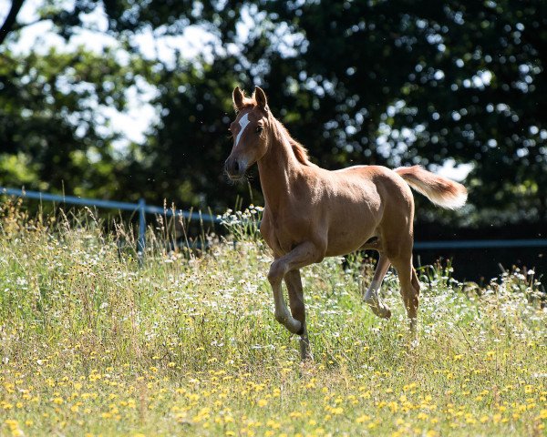 Dressurpferd Mystique Chilli Cracker (Deutsches Reitpony, 2019, von Kastanienhof Cockney Cracker)