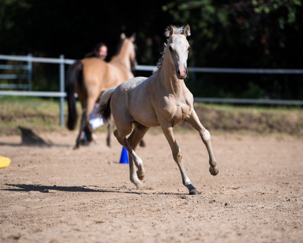 Zuchtstute Mystique Caleesi (Deutsches Reitpony, 2019, von Night-Cup)