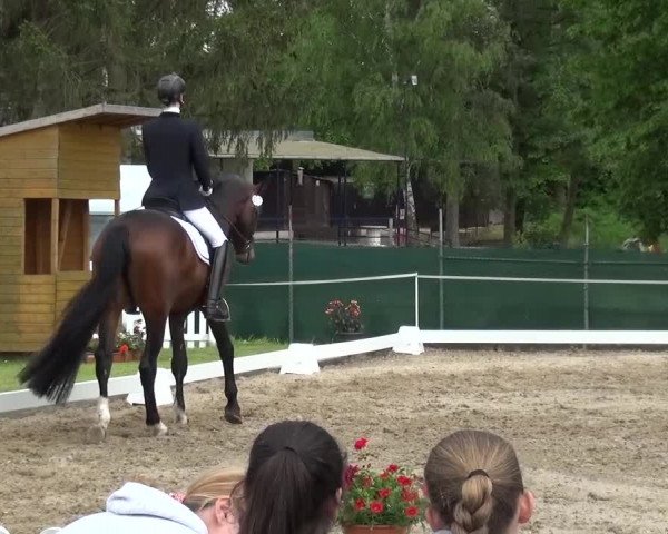 Reitturnier Düren - An der Kuhbrücke 2016