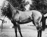 broodmare Gallant Bloom xx (Thoroughbred, 1966, from Gallant Man xx)