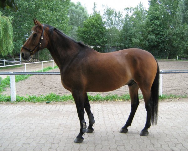 Pferd Orkaan (KWPN (Niederländisches Warmblut), 1996, von Zelhem)