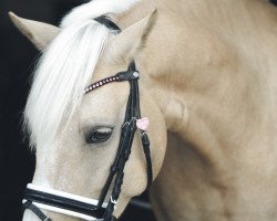 dressage horse Golden Melody 3 (Pony without race description, 2010)